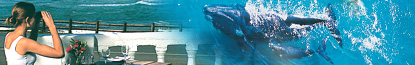Plettenberg Bay Dolphin Cruises
