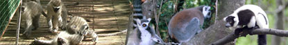 Monkeyland Plettenberg Bay